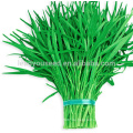 WS03 Guanglian grün Blütenstiel Wasser Spinat Samen zum Pflanzen